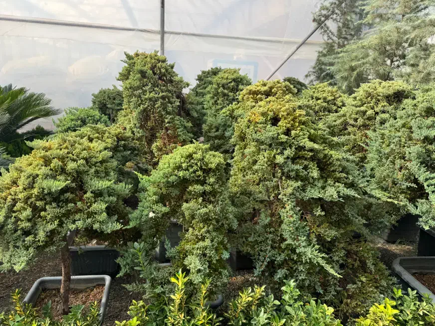 طراحی و اجرا گل و گیاه فضای باز|گل و گیاه طبیعی|ملارد, |دیوار