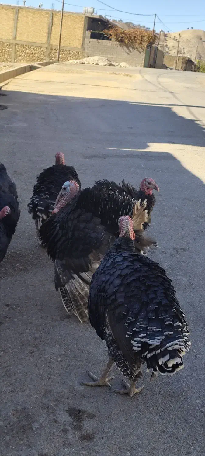 بوقلمون|حیوانات مزرعه|دیشموک, |دیوار