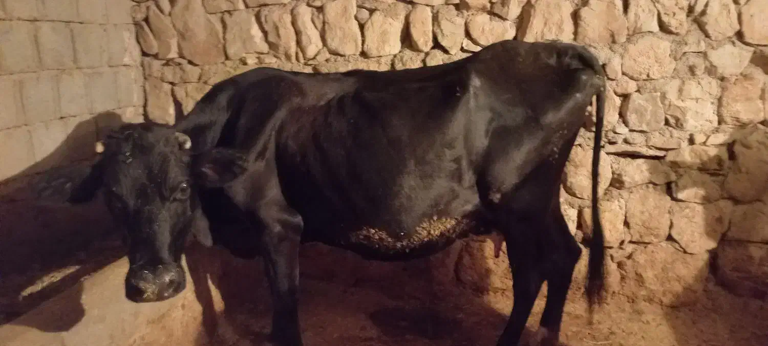 فروش گاو|حیوانات مزرعه|دهدشت, |دیوار