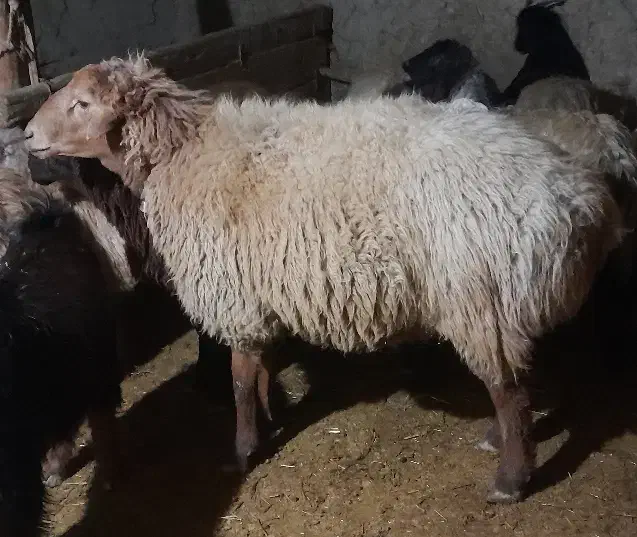 قوچ دو دندان|حیوانات مزرعه|راز وجرگلان, |دیوار