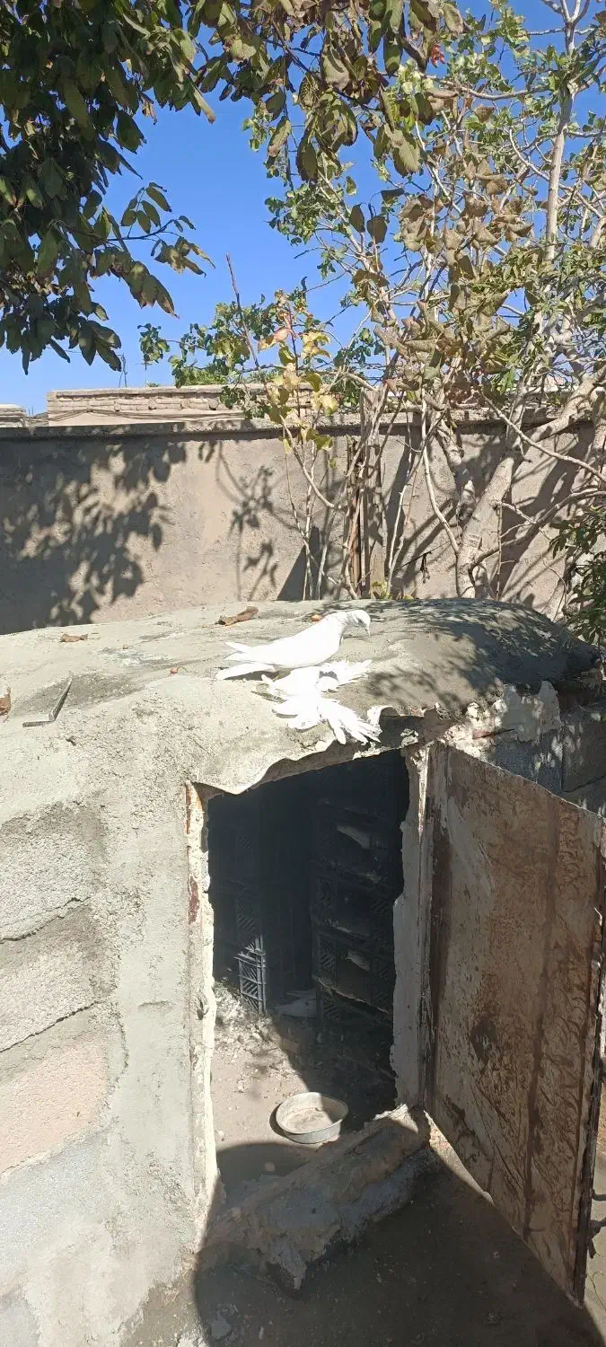 کبوتر پاپر آغ|پرنده|عجب شیر, |دیوار