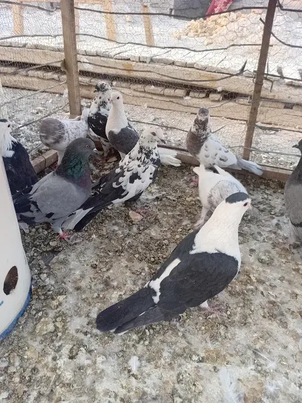 کبوتر پر فیت|پرنده|لاران, |دیوار