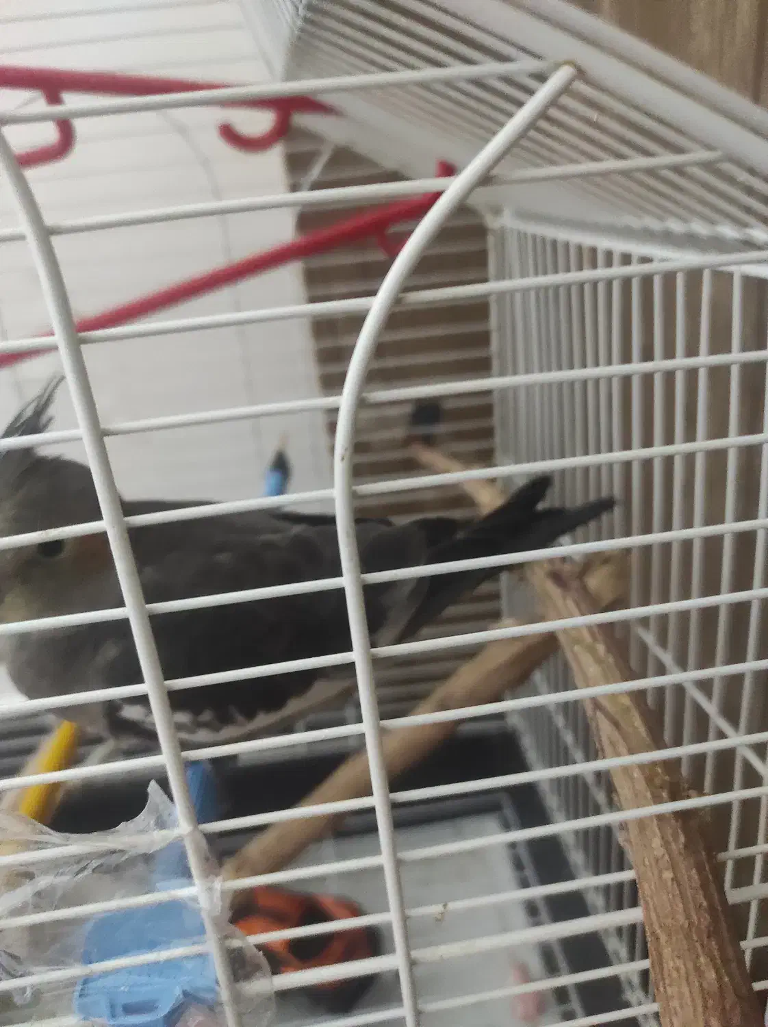 طوطی گمشده در مسکن مهر|حیوانات|بهبهان, |دیوار