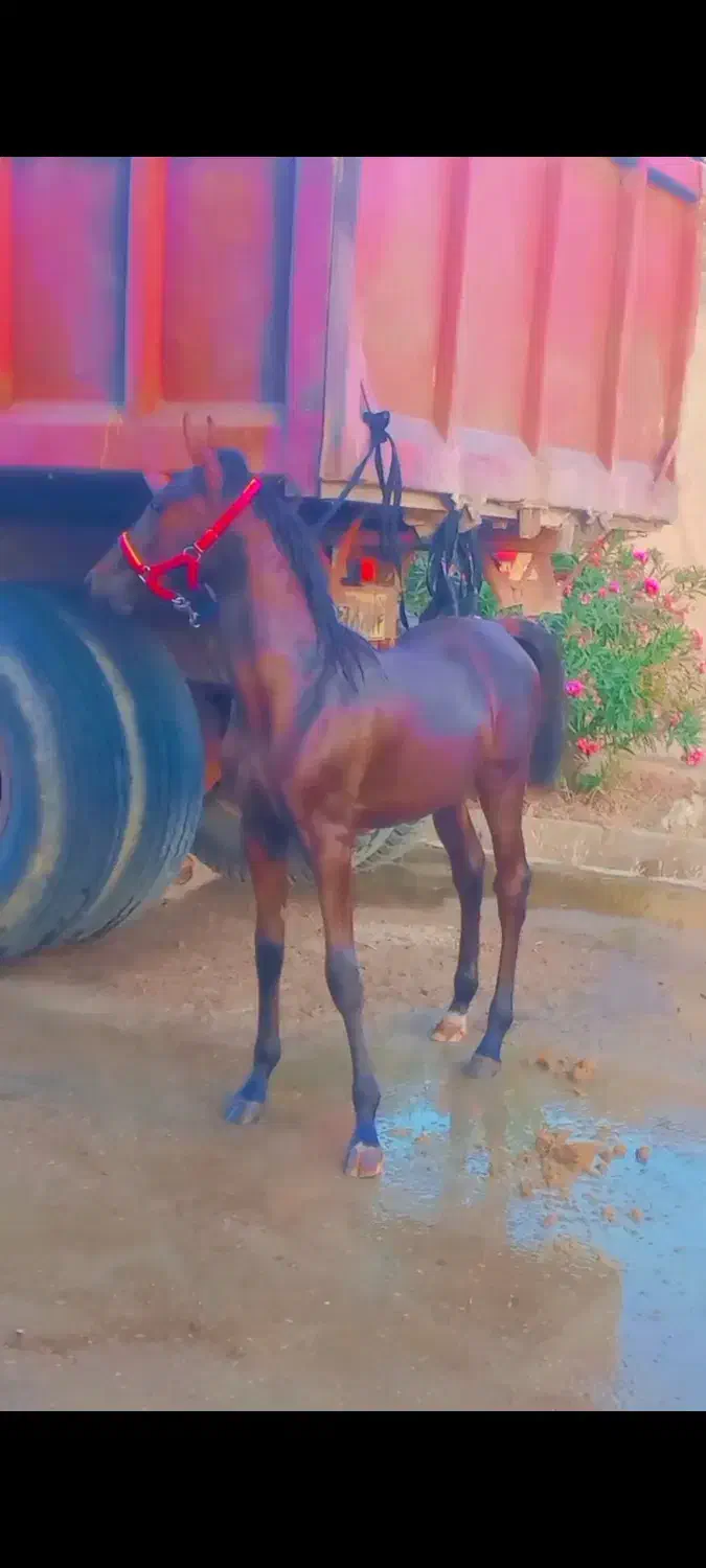 کره نریون درجه یک|اسب و تجهیزات اسب‌سواری|هندیجان, |دیوار