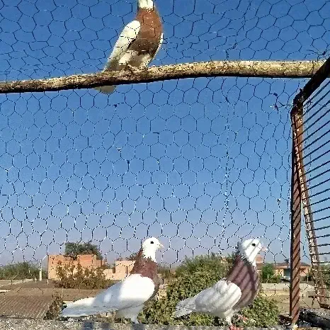 کبوتر طوقی 6تا باهم پاک معاوضه مرغ خروس بزغاله|حیوانات مزرعه|گنبد کاووس, |دیوار
