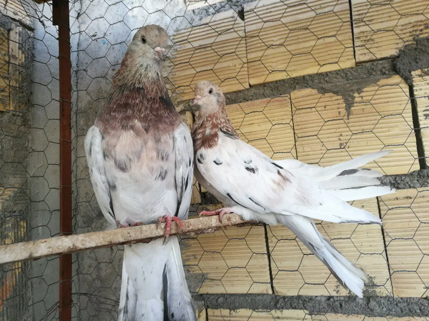 سرول لیمویی|پرنده|قشلاق دشت, |دیوار