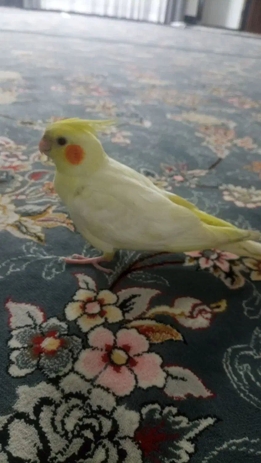 طوطی برزیلی|پرنده|جوانرود, |دیوار