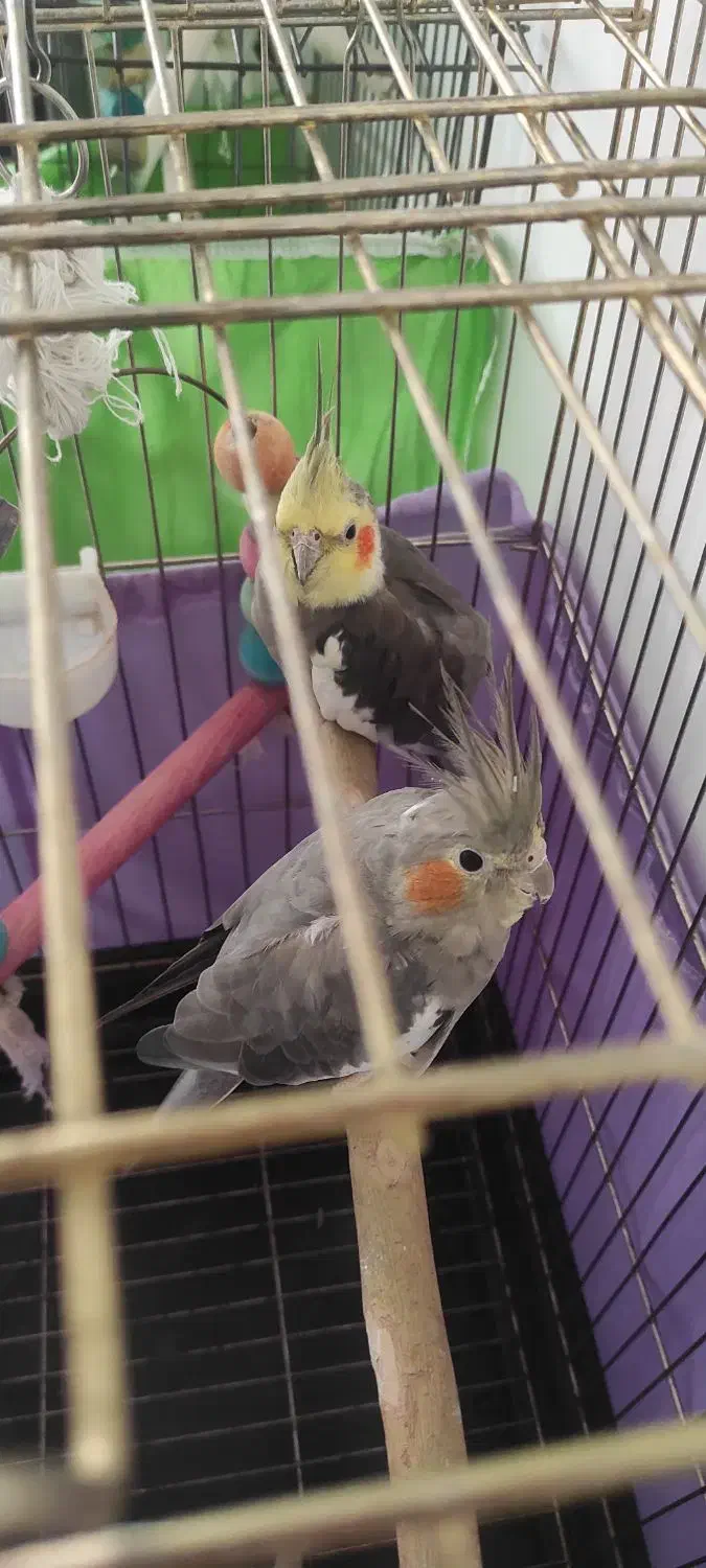 یک جفت عروس هلندی|پرنده|پردیس, فاز ۸|دیوار