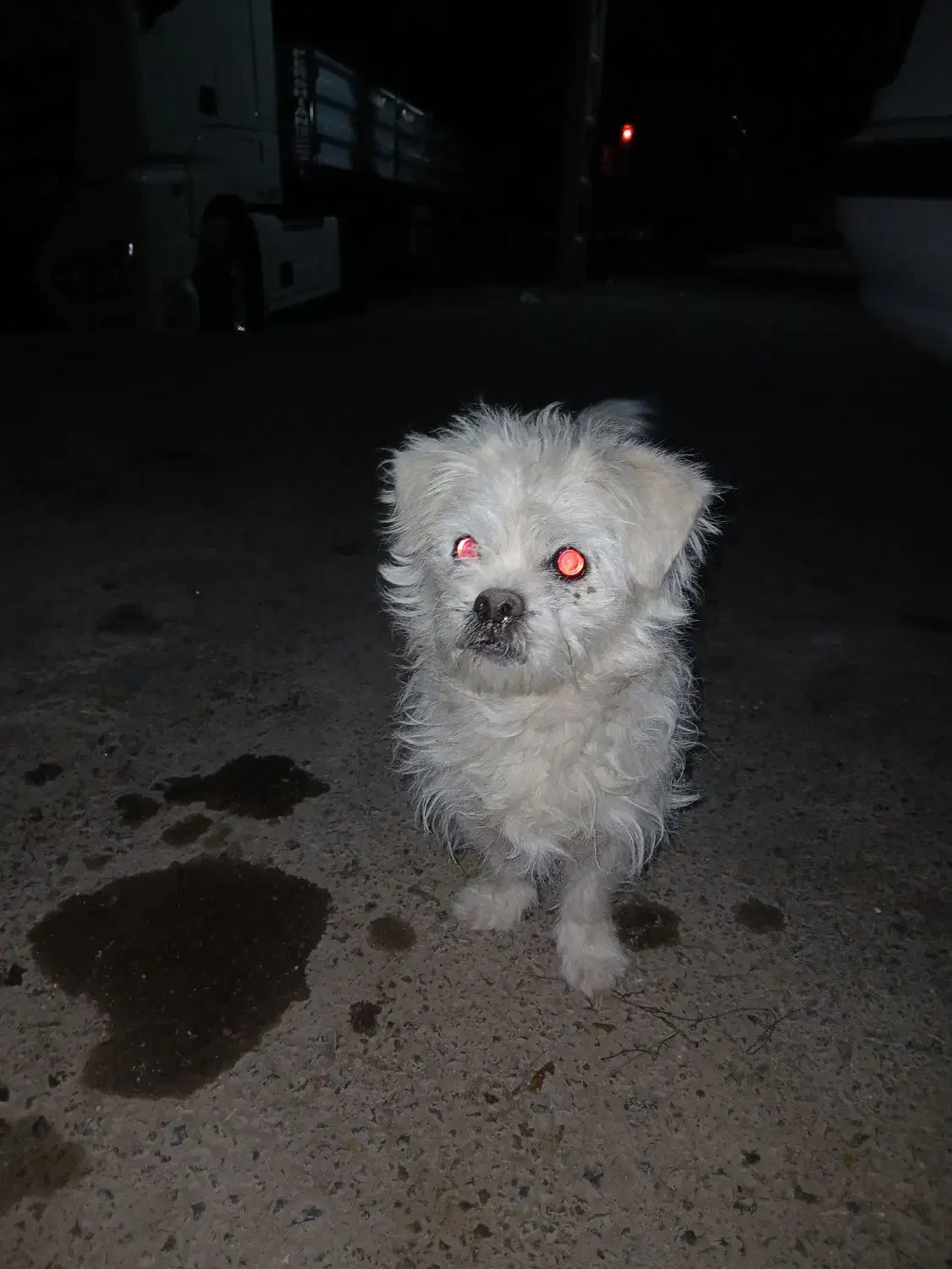 فروش|سگ|بروجن, |دیوار