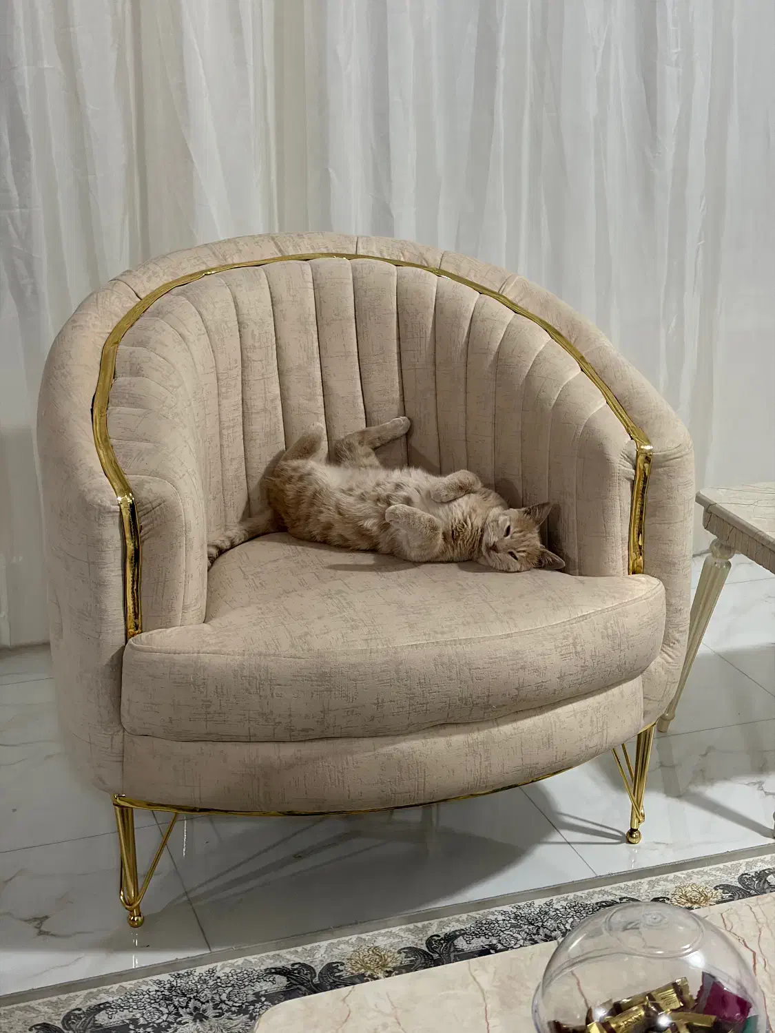 گربه رنگ خاص|گربه|اردبیل, |دیوار