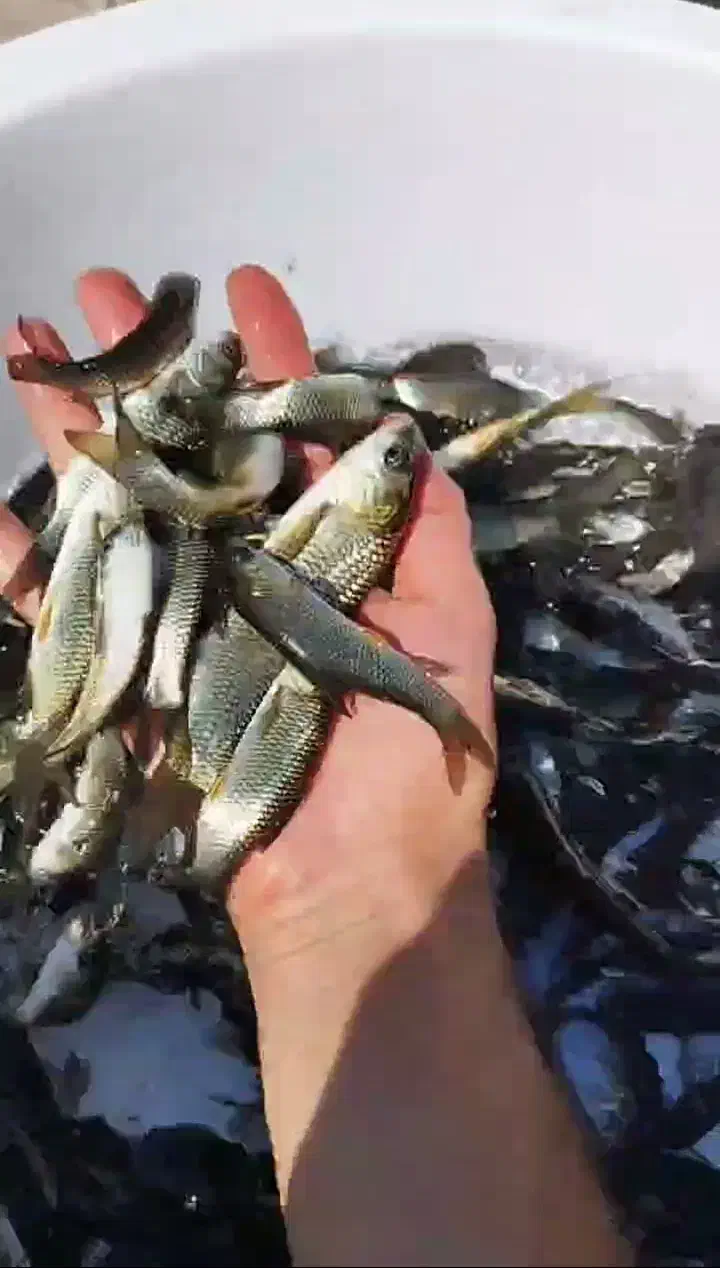 عرضه ماهی بدون واسطه|ماهی|تبریز, |دیوار