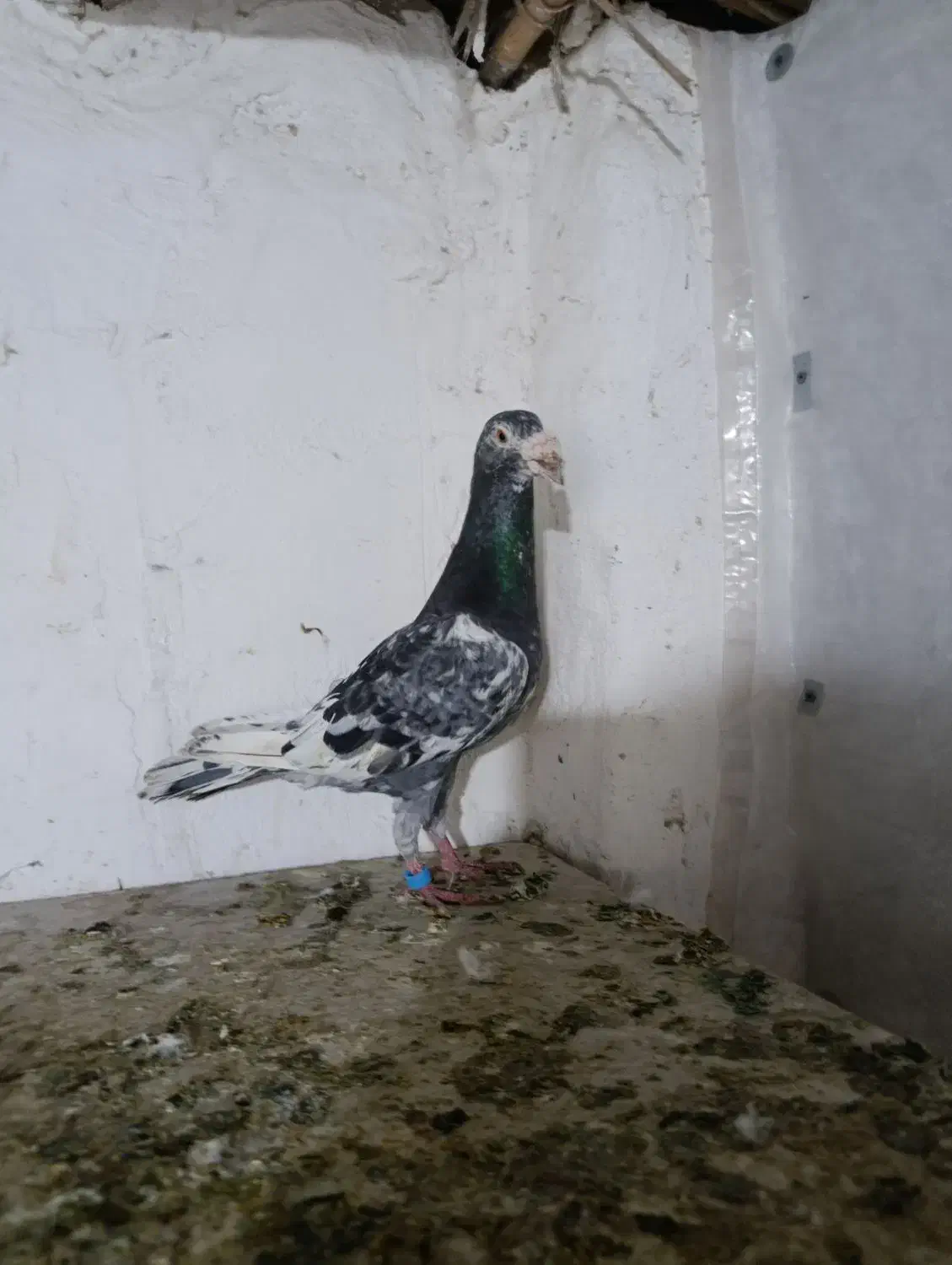 کبوتر|پرنده|نگین شهر, |دیوار