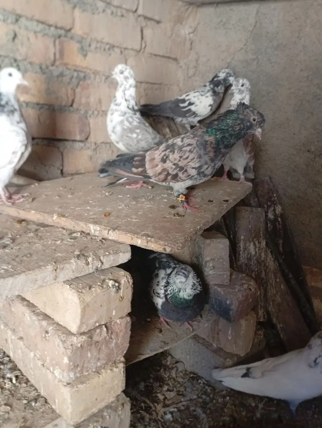 کفتر‌سرور|پرنده|خنداب, |دیوار