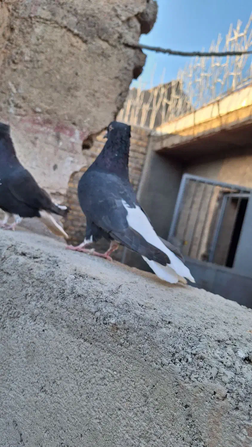 نر ماده زاغ دم اسبی|پرنده|خرم‌آباد, |دیوار