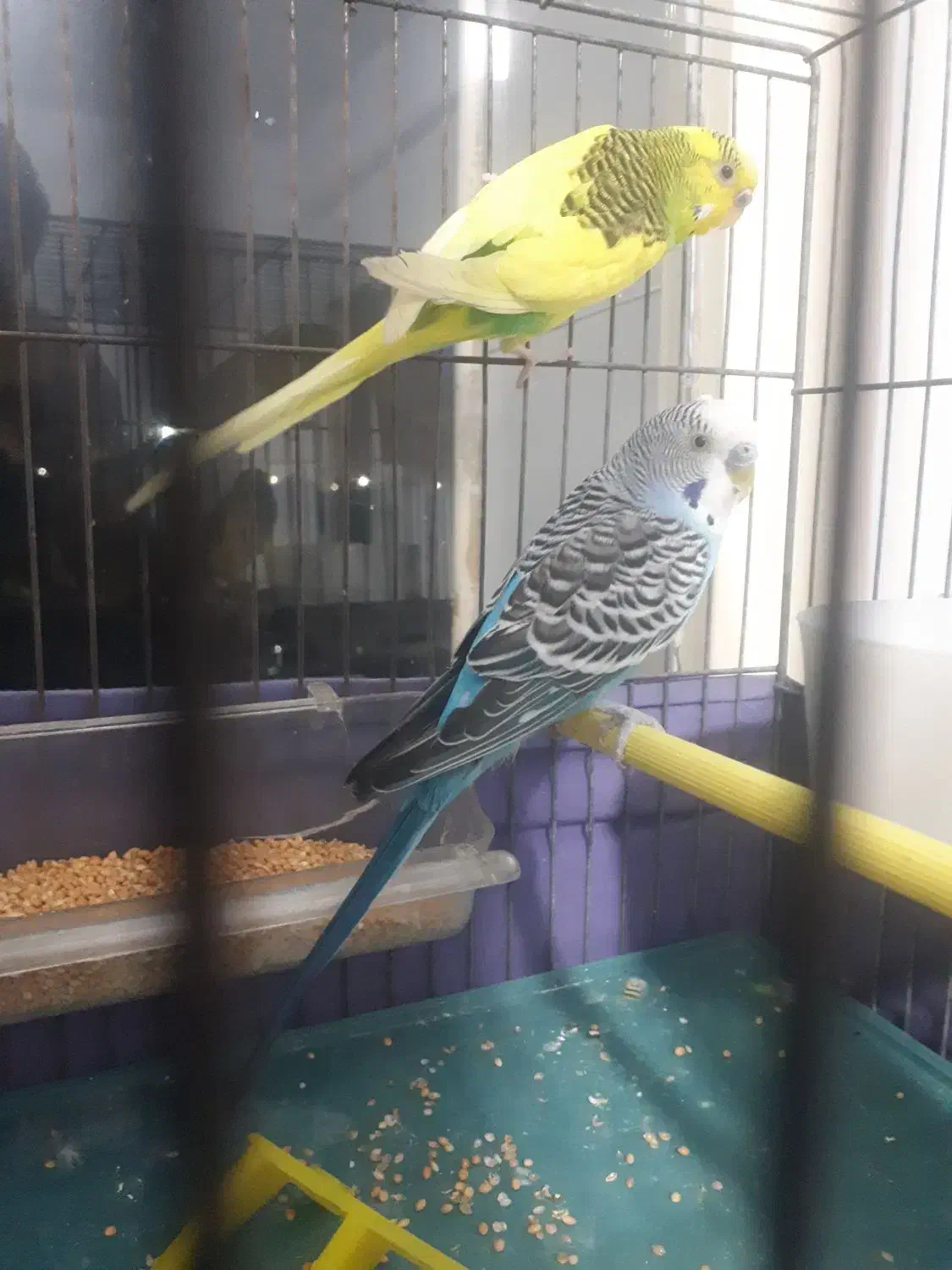 مرغ عشق مولد|پرنده|تهران, کوی نصر مهرآباد|دیوار