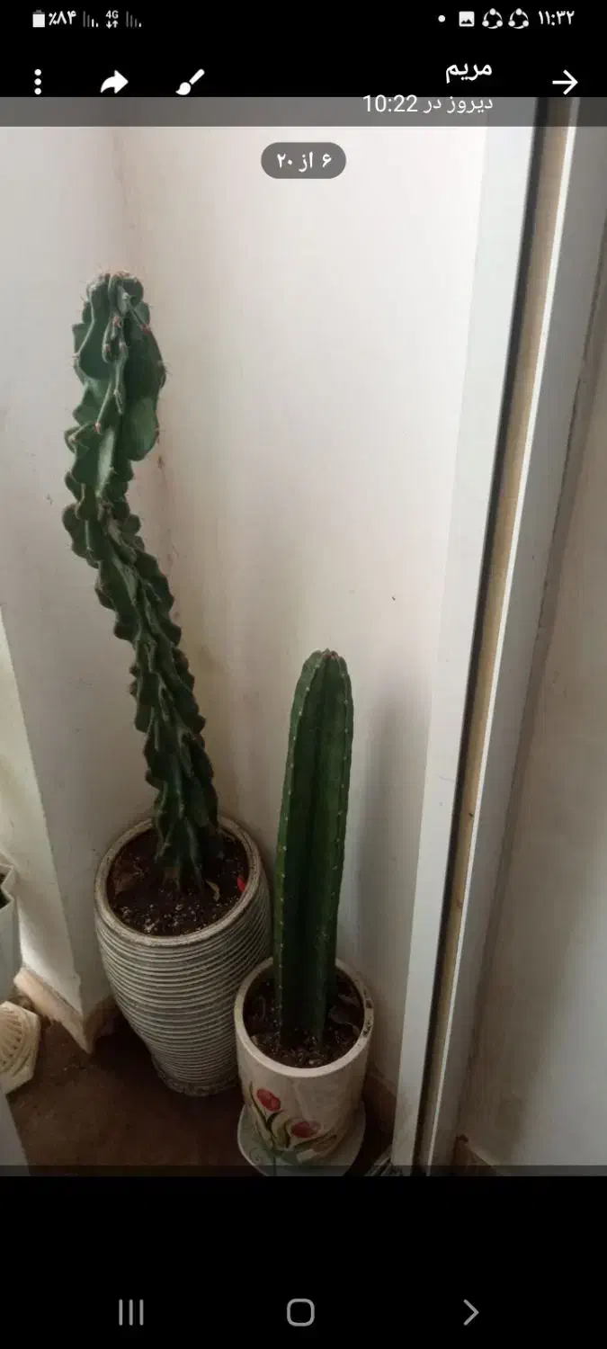 گلهای زیبا|گل و گیاه طبیعی|خمام, |دیوار