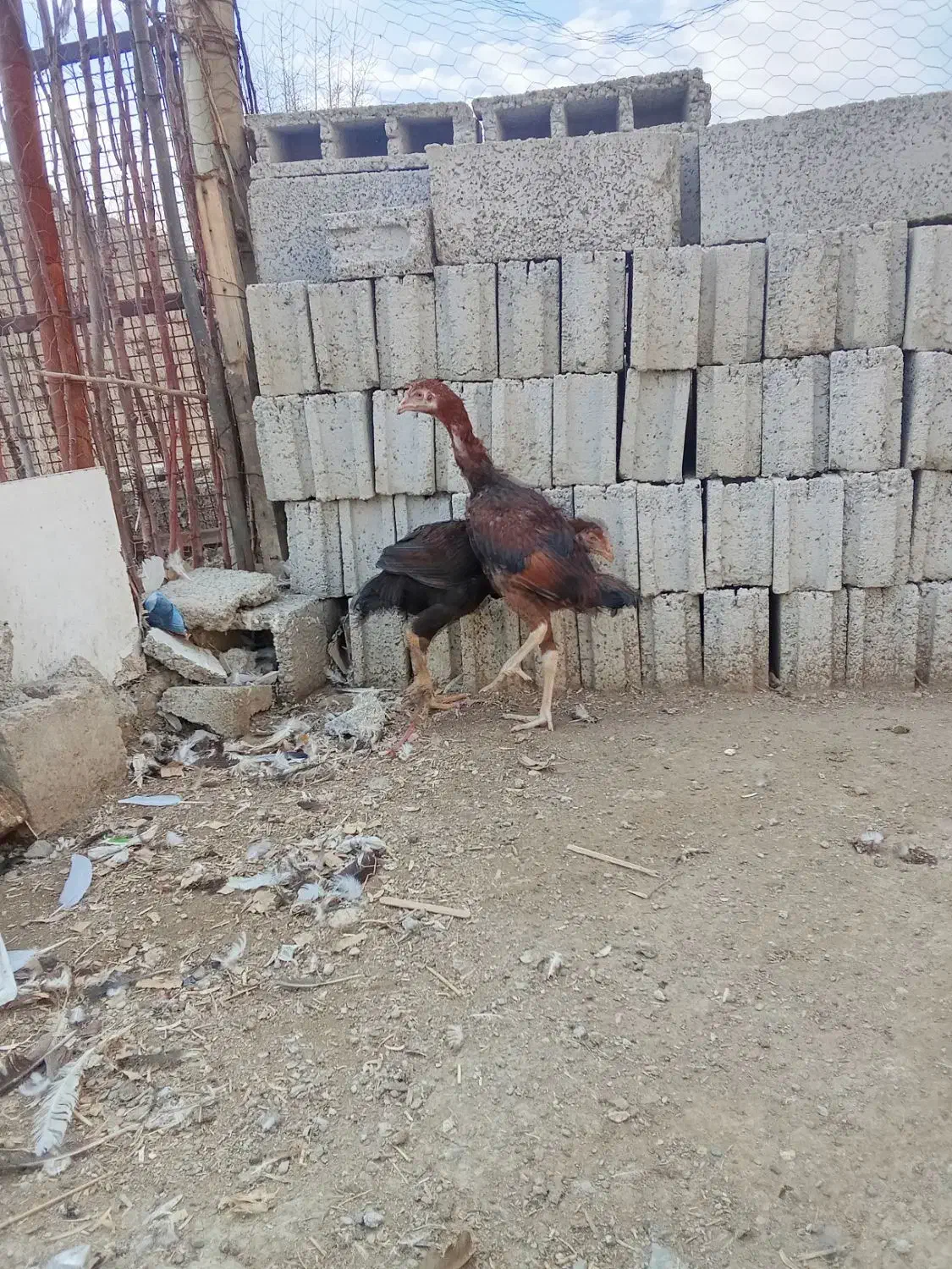 تعدادی خروس لاری 5ماهه لاری قیمت مناسب|حیوانات مزرعه|پیرانشهر, |دیوار