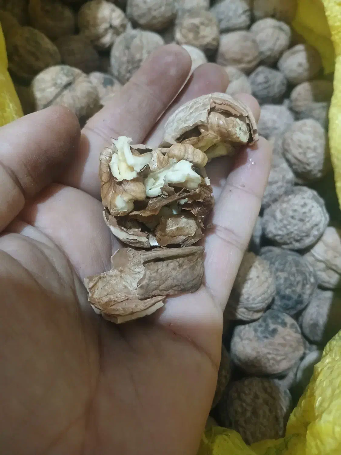 گردو|خوردنی و آشامیدنی|اهواز, کوی طلاب|دیوار