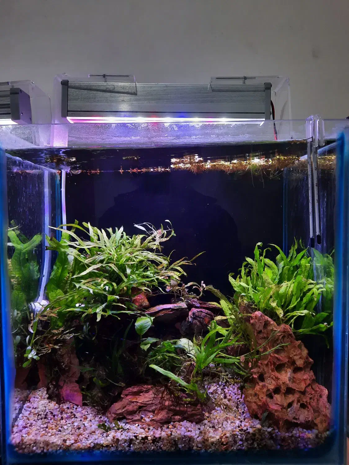 اکواریوم پلنت|ماهی|تهران, تهرانپارس جنوبی|دیوار