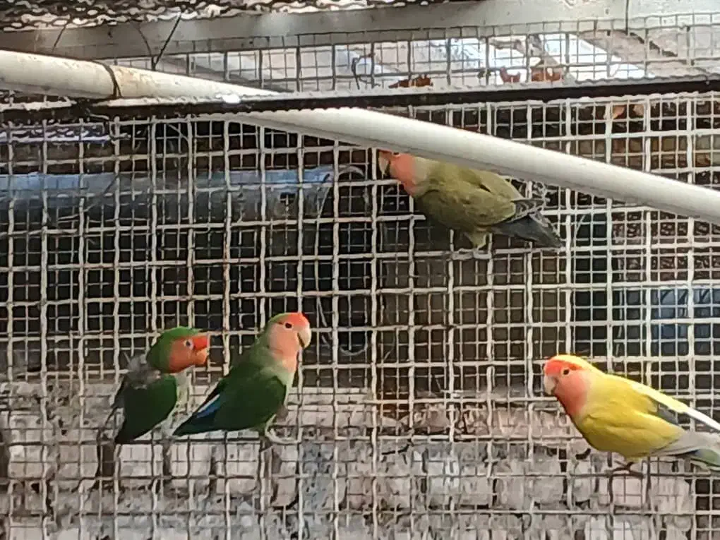 طوطی برزیلی مولد|پرنده|کرج, شهرک احمدیه‎|دیوار