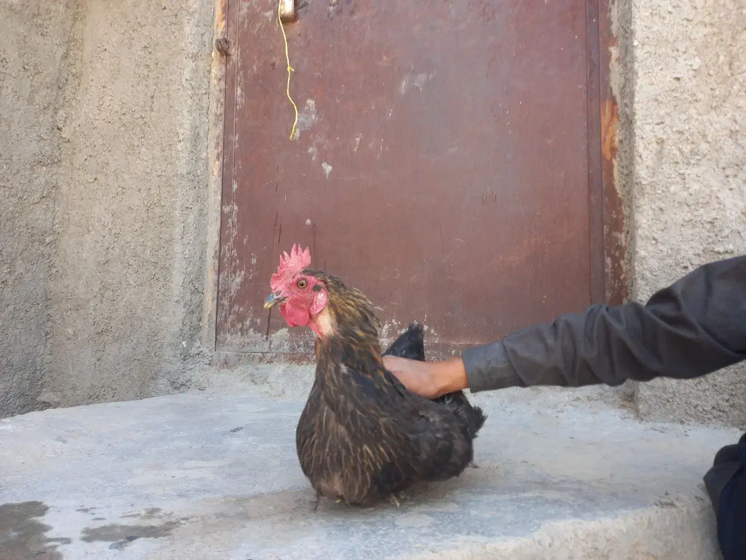 ۵۰۰|حیوانات مزرعه|درمیان, |دیوار