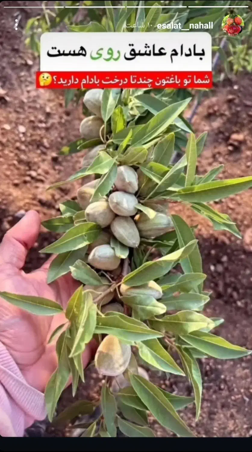 نهالستان مدرن /باقری|خدمات باغبانی و درختکاری|شوط, |دیوار