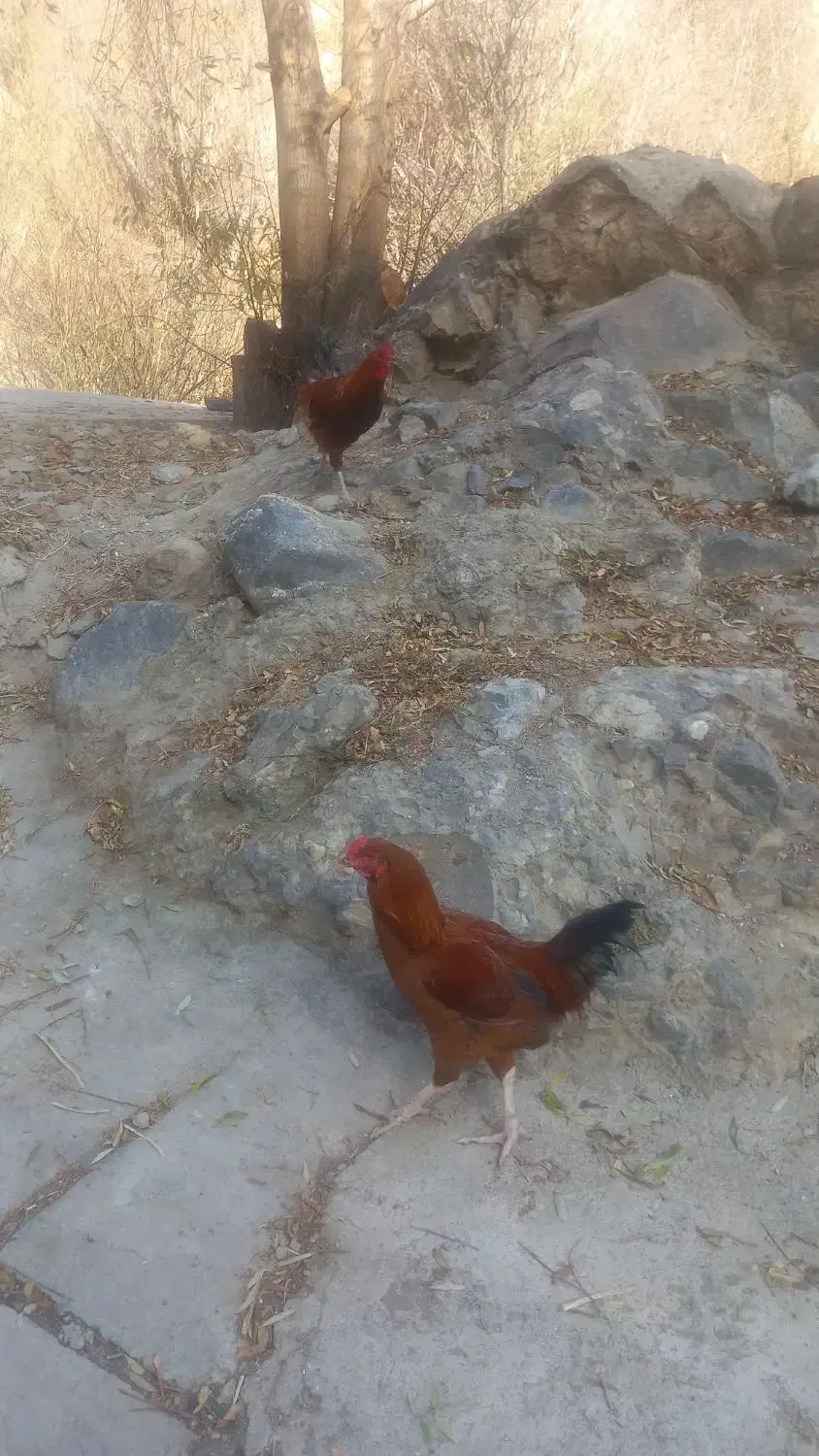 دو عدد خروس|حیوانات مزرعه|رینه, |دیوار