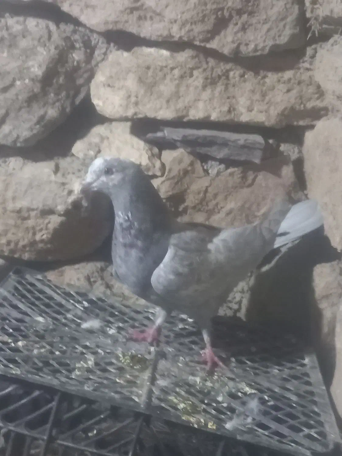 ۳۰۰۰۰۰۰|پرنده|ماکو, |دیوار