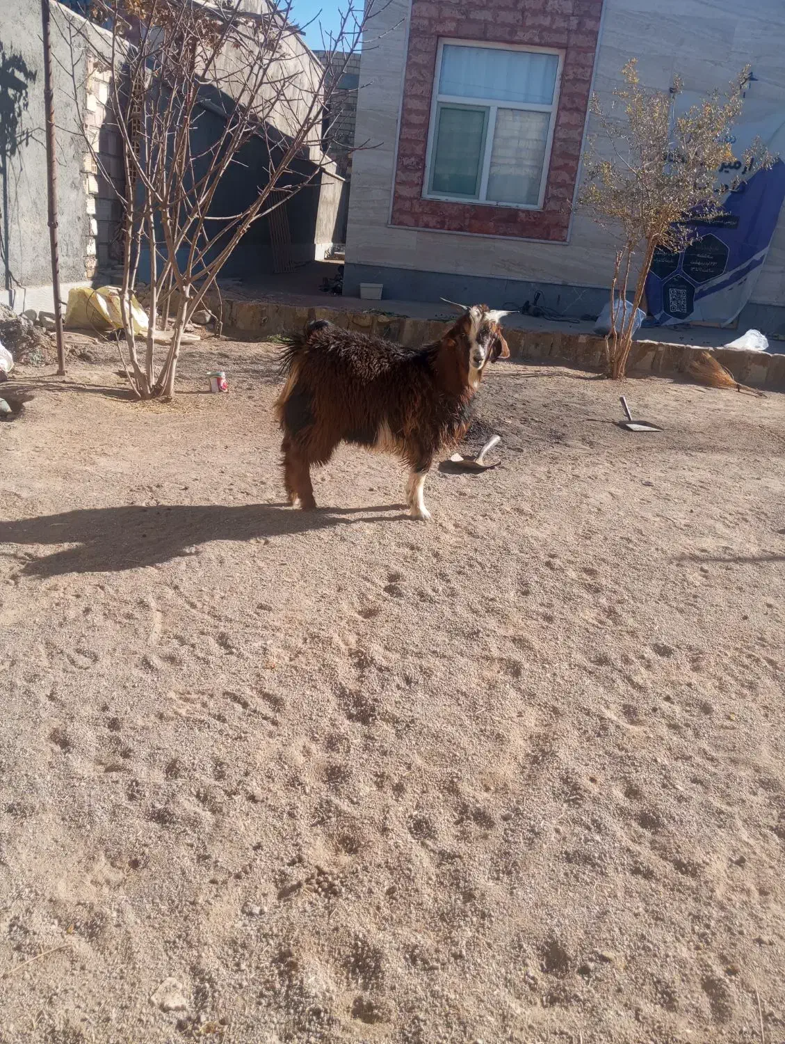 بره و بزغاله نر سربیشه|حیوانات مزرعه|بیرجند, |دیوار