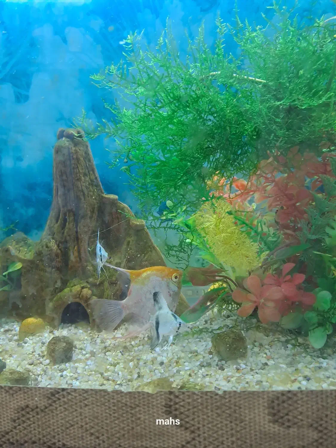 انواع ماهی زبرا ،آنجل سه خط ،آنجل مولد کله پرتقالی|ماهی|ملکان, |دیوار