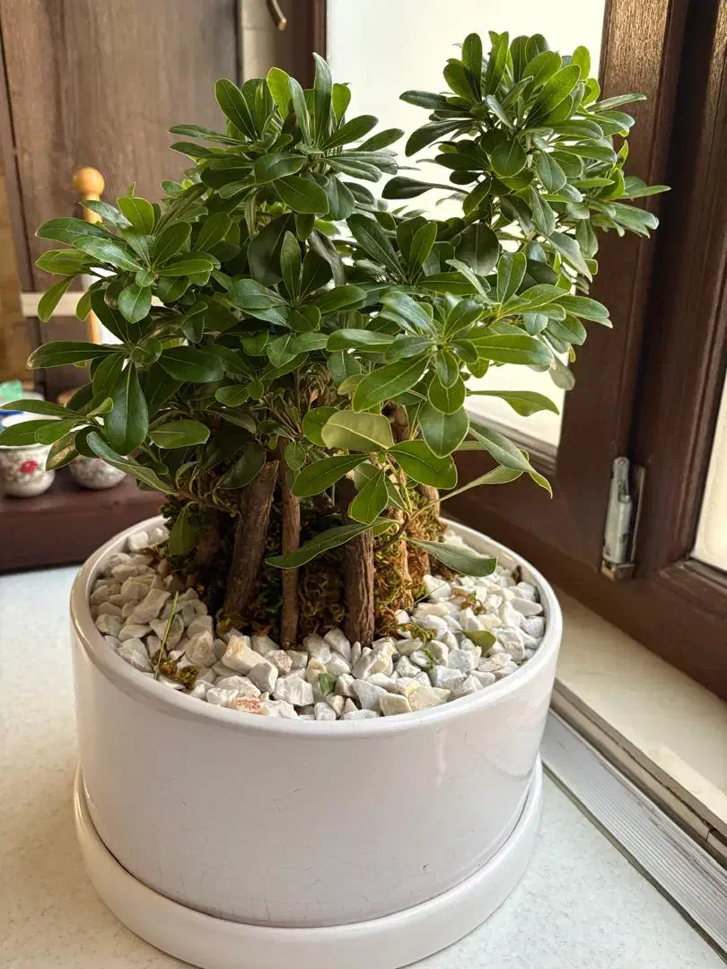 گل بن سای طبیعی|گل و گیاه طبیعی|تهران, مرزداران|دیوار