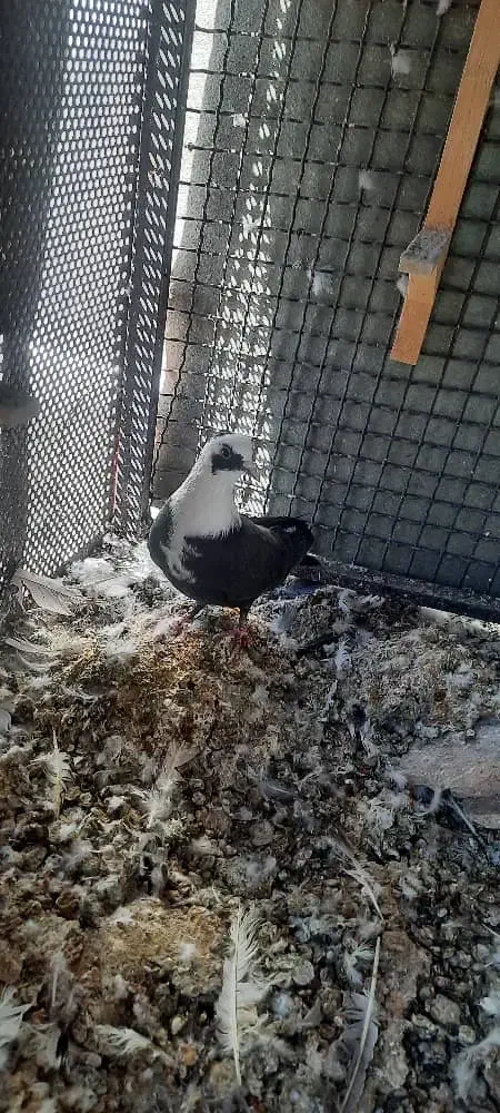 کفتر مخمل و ابلغ|پرنده|شیراز, گل سرخ|دیوار