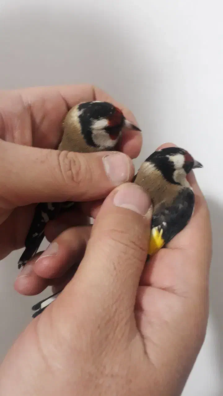 ۱۰ عدد سهره بوستان اباد خوش نقاب|پرنده|کرج, حصارک بالا|دیوار