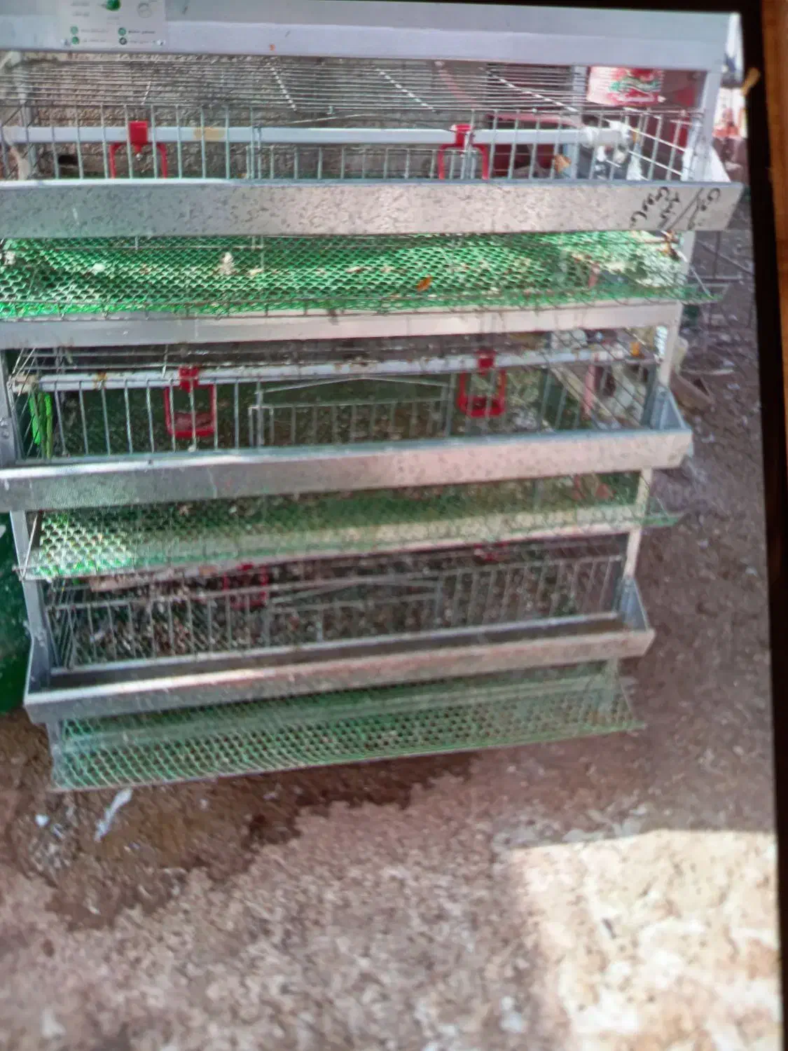 قفس کبوتر و بلدرچین|لوازم جانبی حیوانات|گالیکش, |دیوار