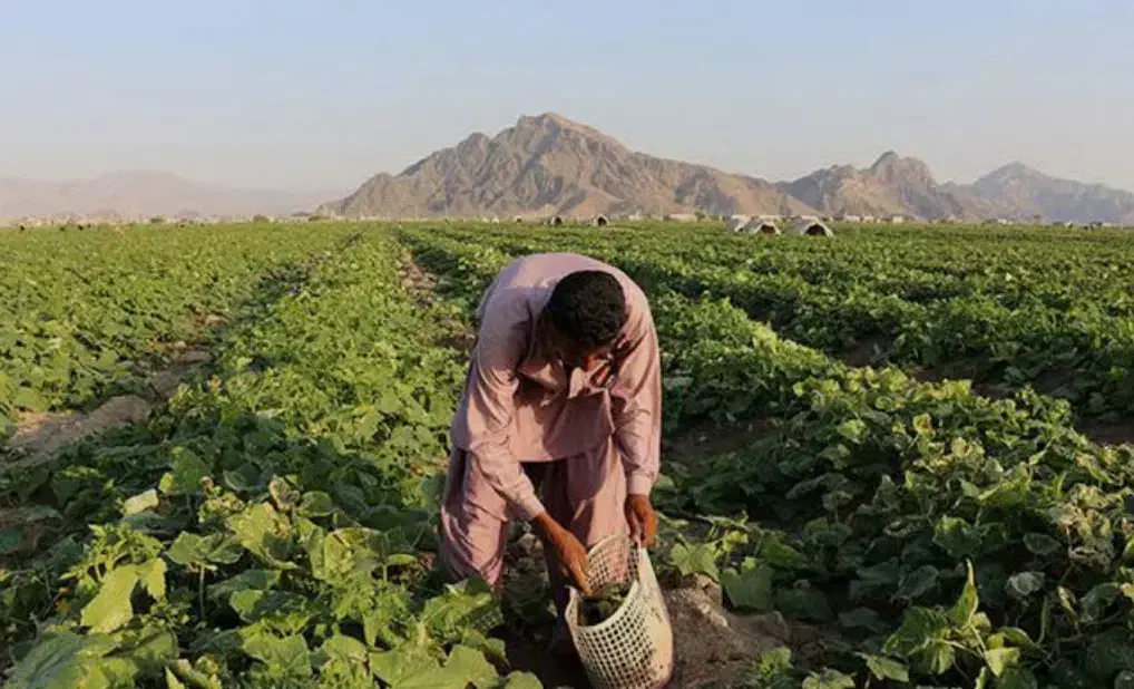 ارسال خیار سبز نوبر از هشتبندی میناب|خوردنی و آشامیدنی|تهران, مخصوص|دیوار