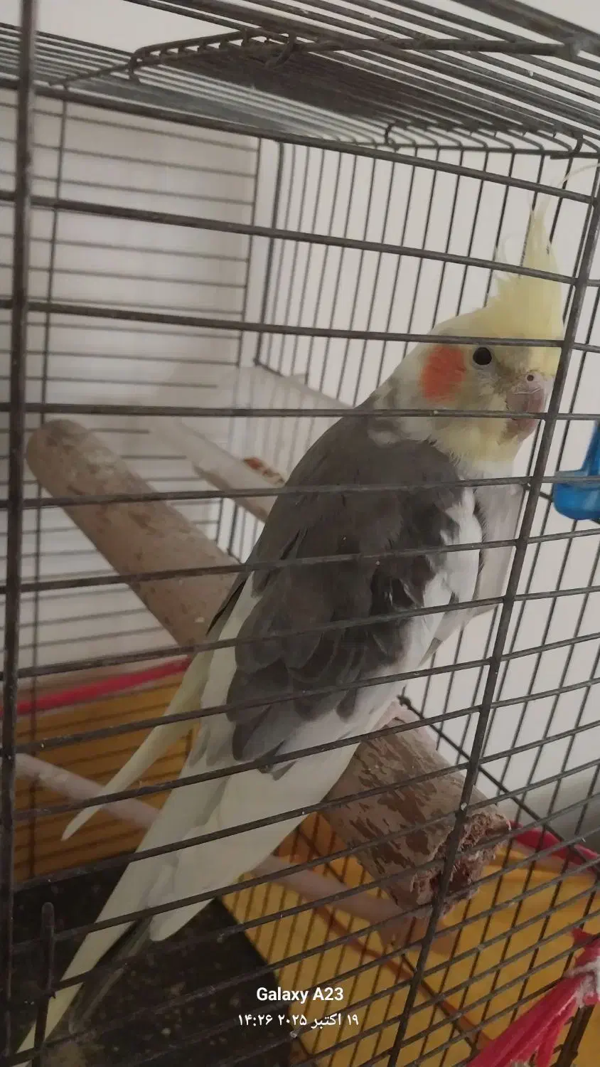 عروس هلندی نر|پرنده|اراک, |دیوار