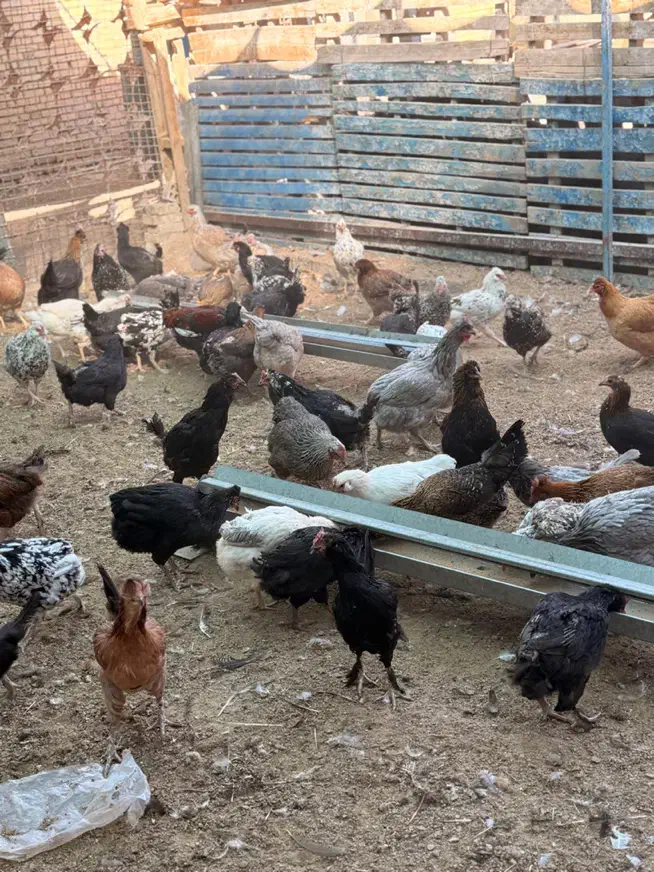 مرغ تخم گذار|حیوانات مزرعه|انار, |دیوار