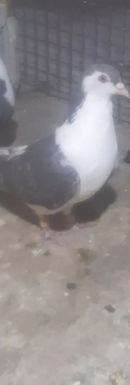 سرحال|پرنده|شاهرود, |دیوار