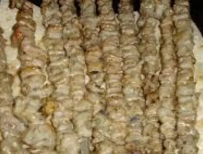 بهداشتی و درمانی خوشه مخصوص کوه و دورهمی|آرایشی، بهداشتی، درمانی|دورود, |دیوار