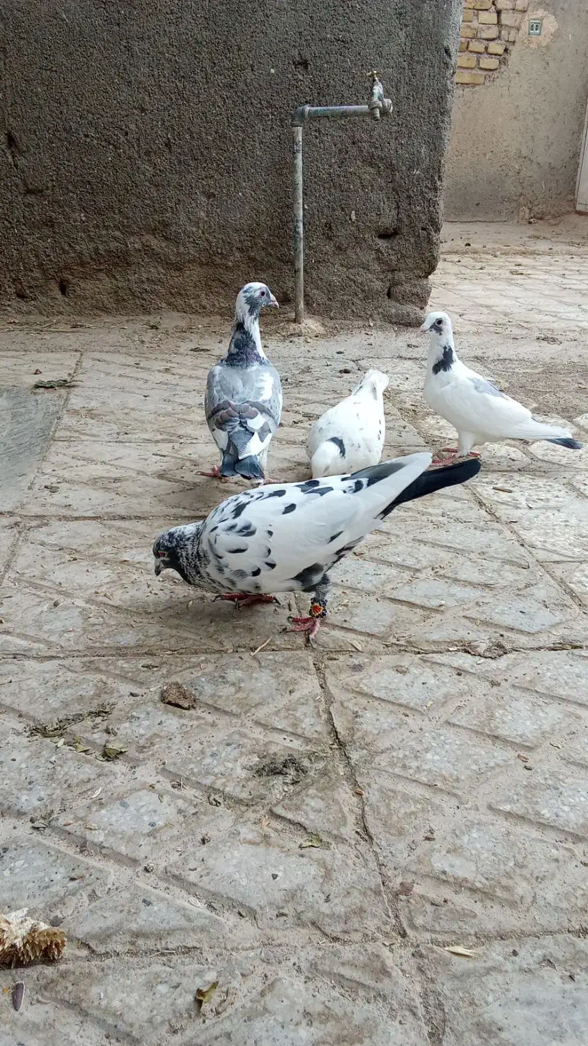 کفتر.کبوتر|پرنده|تربت‌حیدریه, باغ سلطانی|دیوار