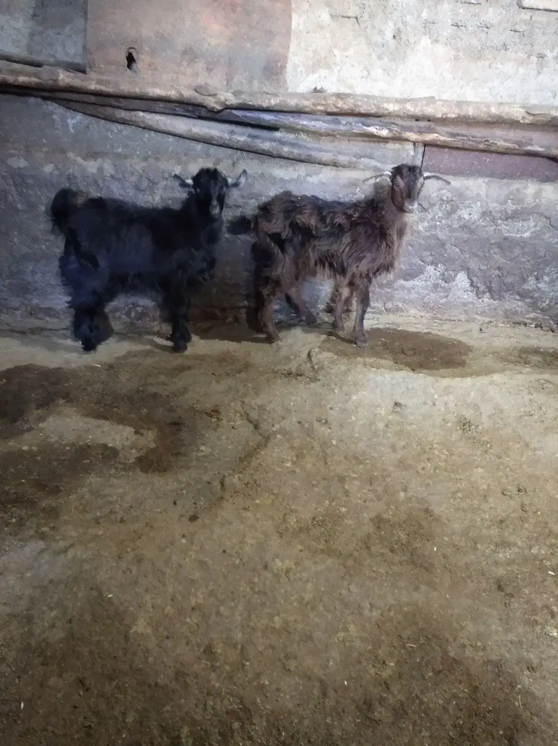 بزغاله ماده|حیوانات مزرعه|دهگلان, |دیوار