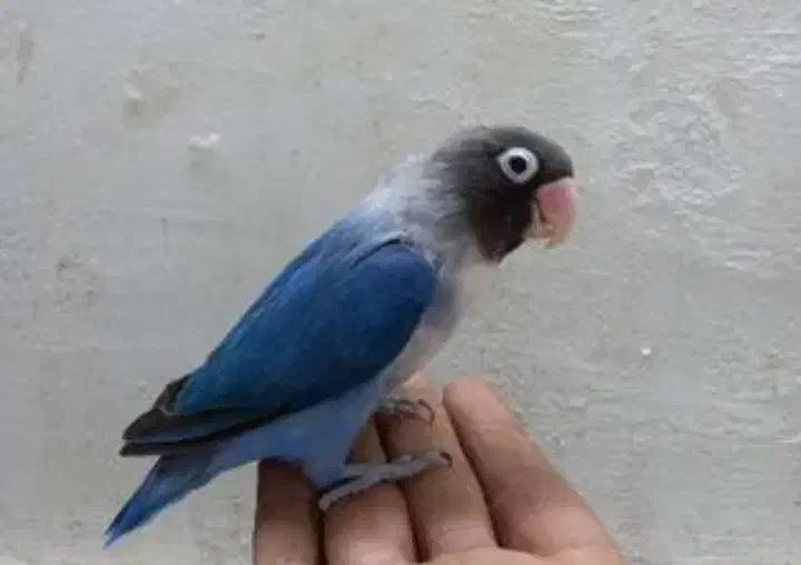 گمشده|پرنده|اصفهان, بوزان|دیوار