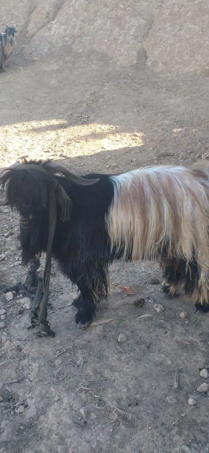 بهده سرحال|حیوانات مزرعه|اندیکا, |دیوار