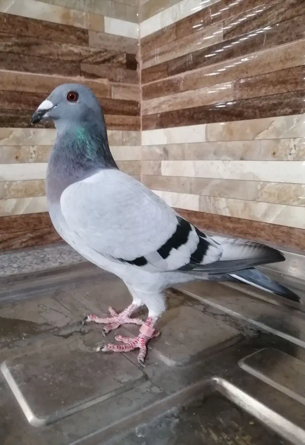 کبوتر سبز مسافتی پلاکی ماده|پرنده|کازرون, |دیوار