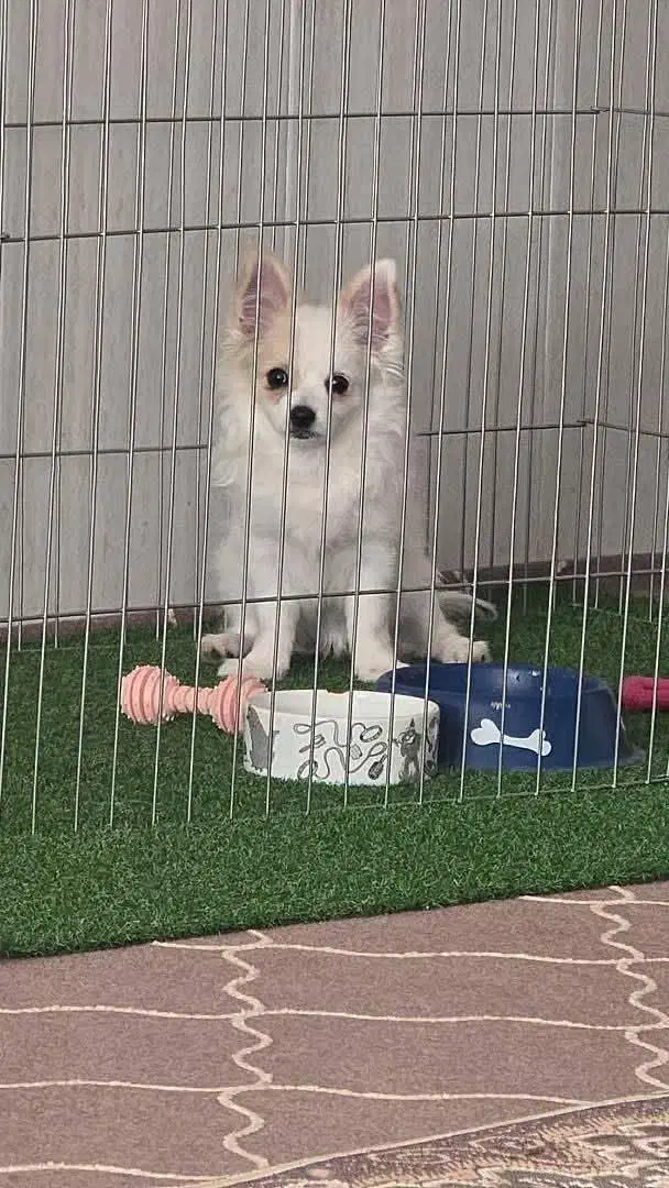 تدی|سگ|فسا, |دیوار