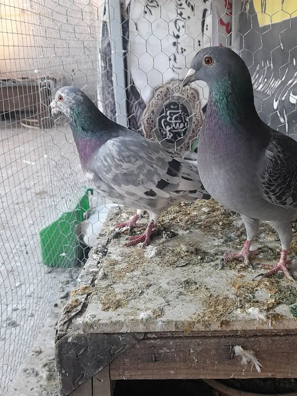 کبوتر کوهی و مگزی|پرنده|همدان, |دیوار