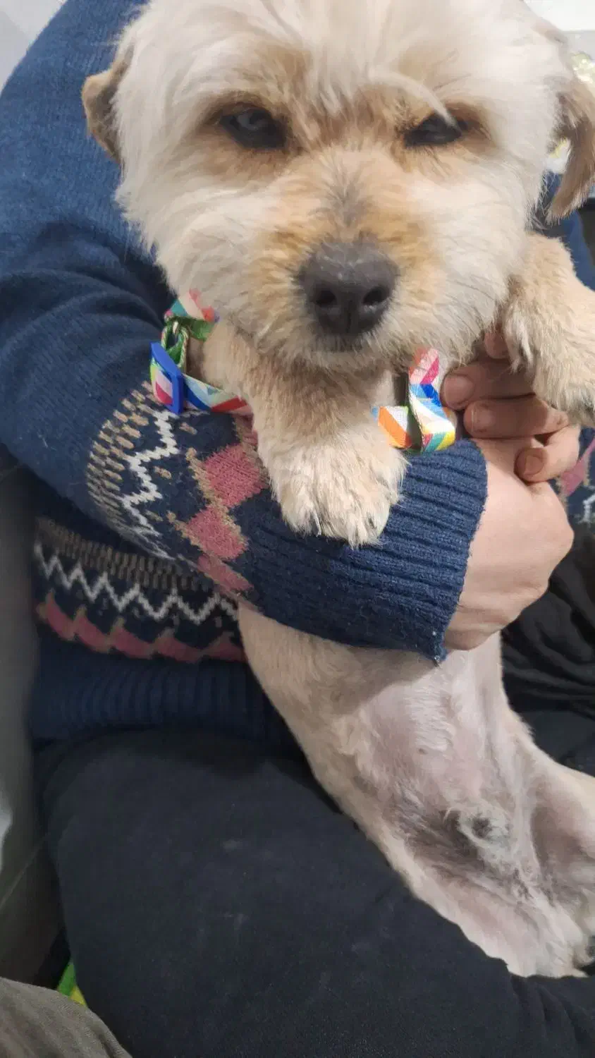 واگذاری سگ خانگی|سگ|کرج, مهرویلا شمالی|دیوار