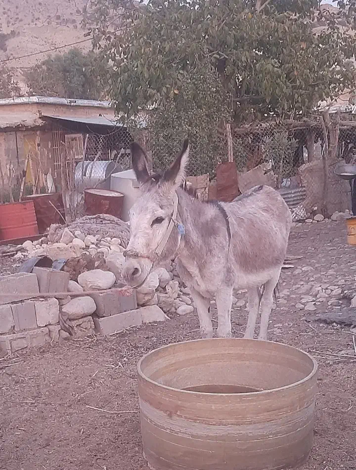 فروش خر بخته|حیوانات مزرعه|شیراز, دوکوهک|دیوار