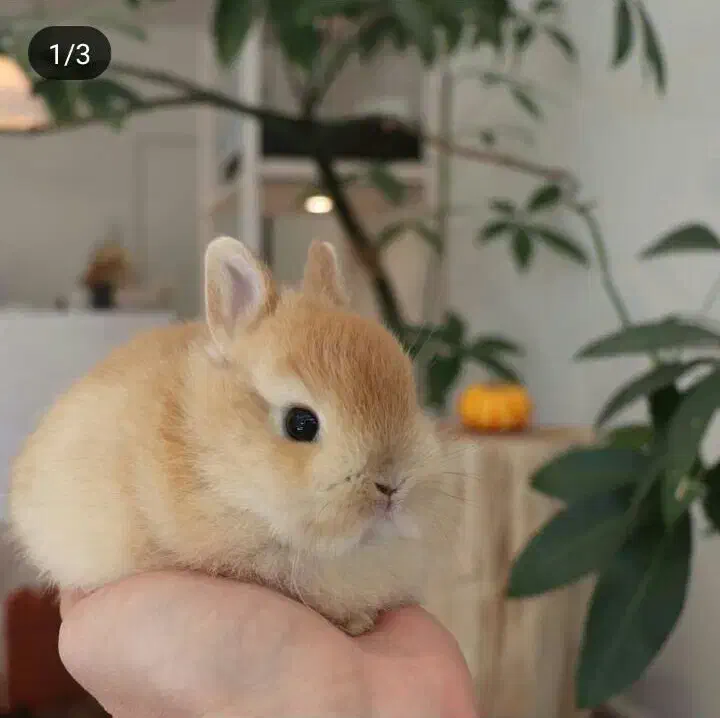 خرگوش مینیاتوری یکماهه|موش و خرگوش|تهران, جیحون|دیوار