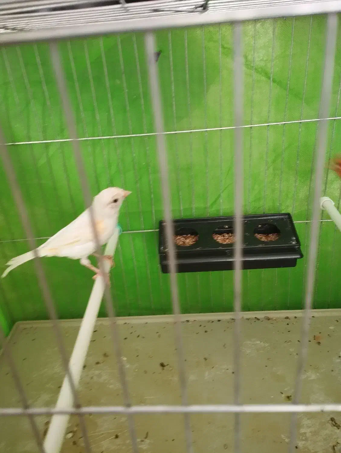 ماده قناری|پرنده|رفسنجان, |دیوار